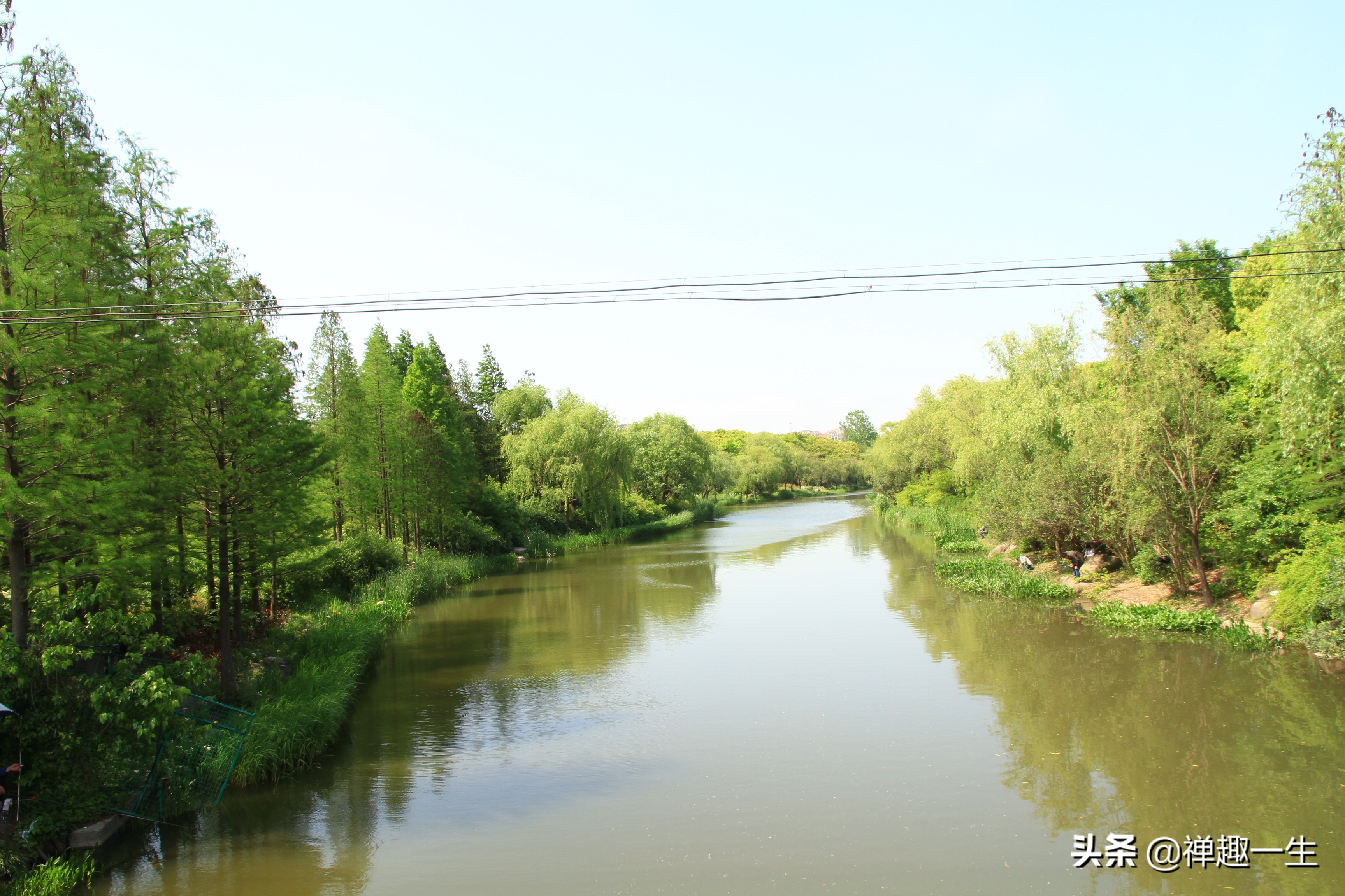 九曲江湾，十里湿地，鸟语花香，沪上最美中心城区，您去过吗？