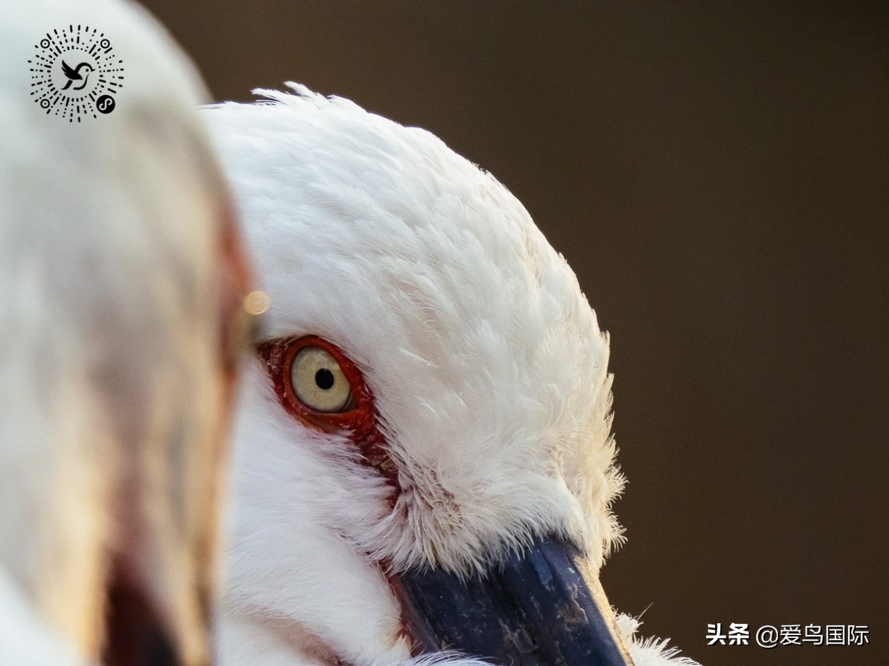 奥林巴斯2000m,奥林巴斯40-150r镜头评测