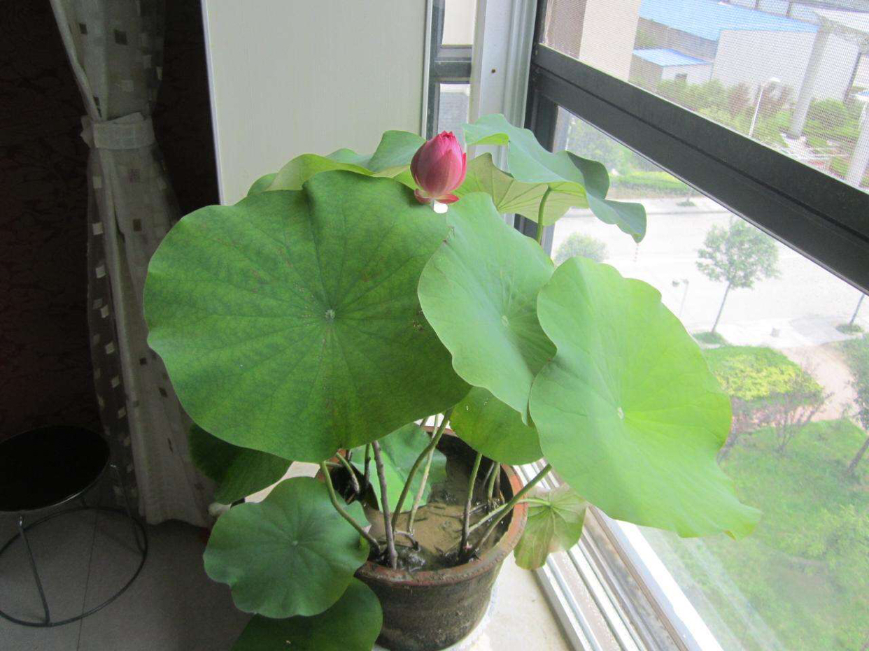 家有小院别忘了养一缸荷花,观赏型的在庭院的荷花怎么养