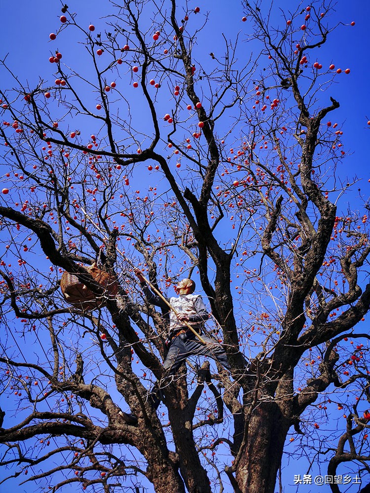 高树上的柿子怎么采摘,柿子在树上摘下来怎么弄才好吃