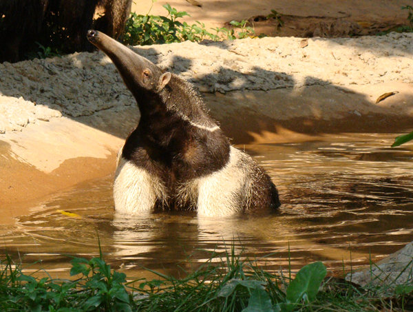 巨大食蚁兽的舌头,大食蚁兽的特点