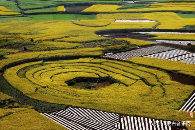 新歌推荐|乌兰娜《童年的油菜花》油菜花开正当时不负*光春**不负己