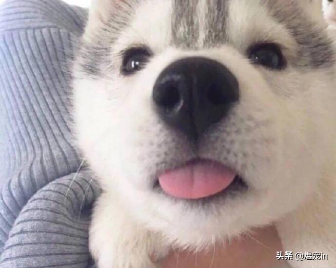 哈士奇突然前腿肿了,哈士奇幼犬腮帮子肿是怎么回事