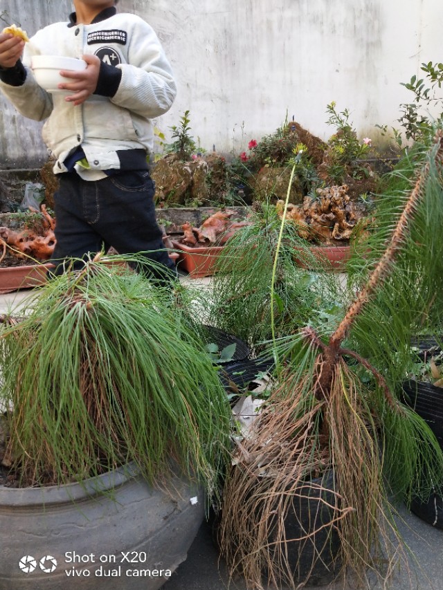 马尾松树桩怎么栽培,马尾松栽培用什么植料