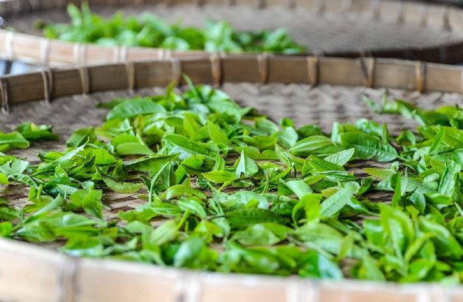 云南普洱茶山制茶全实录,云南古茶制茶方法有哪些