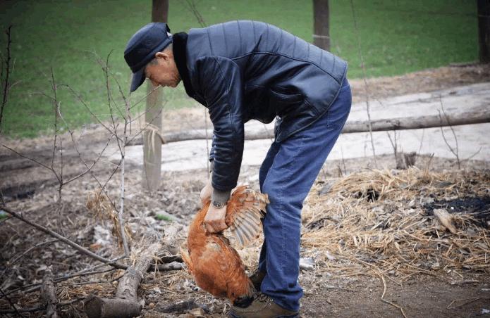 农村老规矩：“母鸡学公鸡叫，立刻要杀掉”，为什么要这么做？