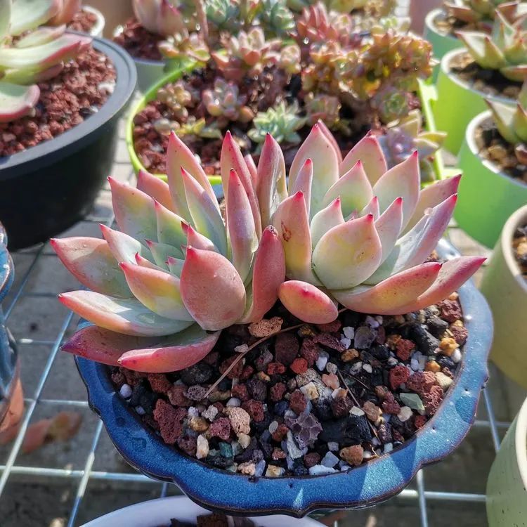 养多肉植物修身养性,多肉的习性和日常养护方法