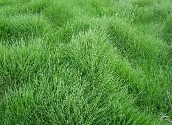 花园草坪如何打理,花园草地打理