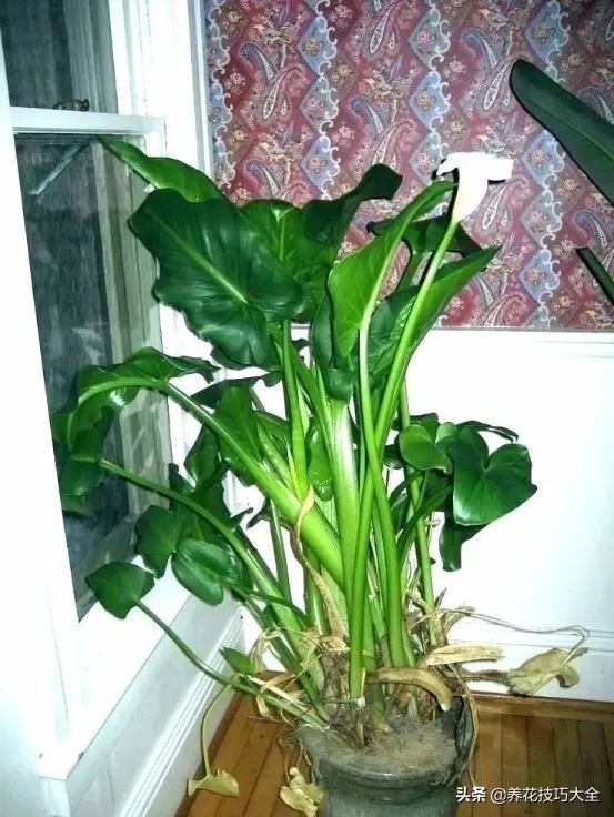 马蹄莲盆栽种植方法和注意事项,马蹄莲盆栽的养殖方法和技术