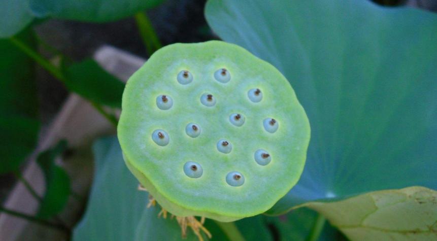 碗莲结了莲蓬怎么办?留下还是摘掉?详解碗莲结实后的养护