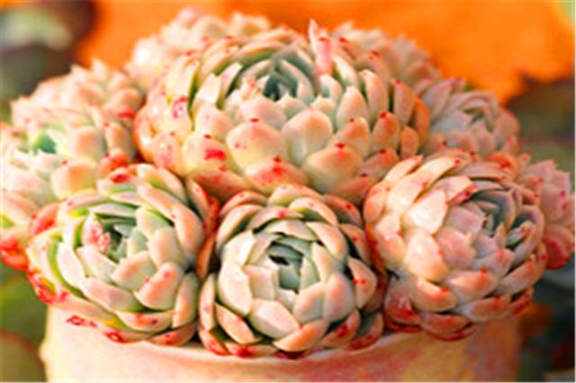 多肉冰梅养护“5妙招”，轻松爆盆饱满肥厚，白里透红美到惊艳