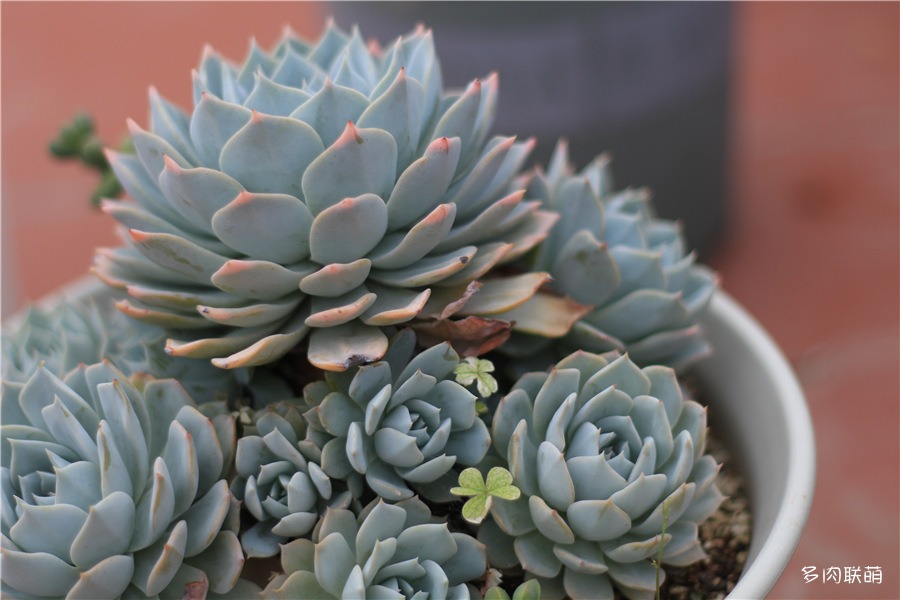 多肉薄叶蓝鸟老桩图片,薄叶蓝鸟最佳养殖方法