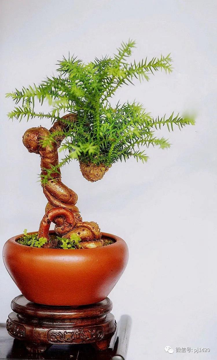 澳洲杉怎么长出漂亮根部,澳洲杉能用赤玉土种植吗