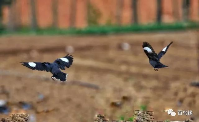 八哥教语细节和精髓,八哥学话的八大要素