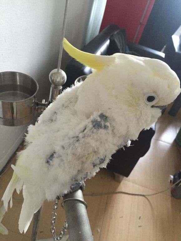 鹦鹉咬毛太严重了怎么办,如何预防鹦鹉掉毛的方法