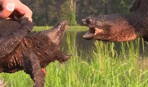 搞笑一刻网友对比美版M记大杯可乐与日本大杯可乐的容量差距