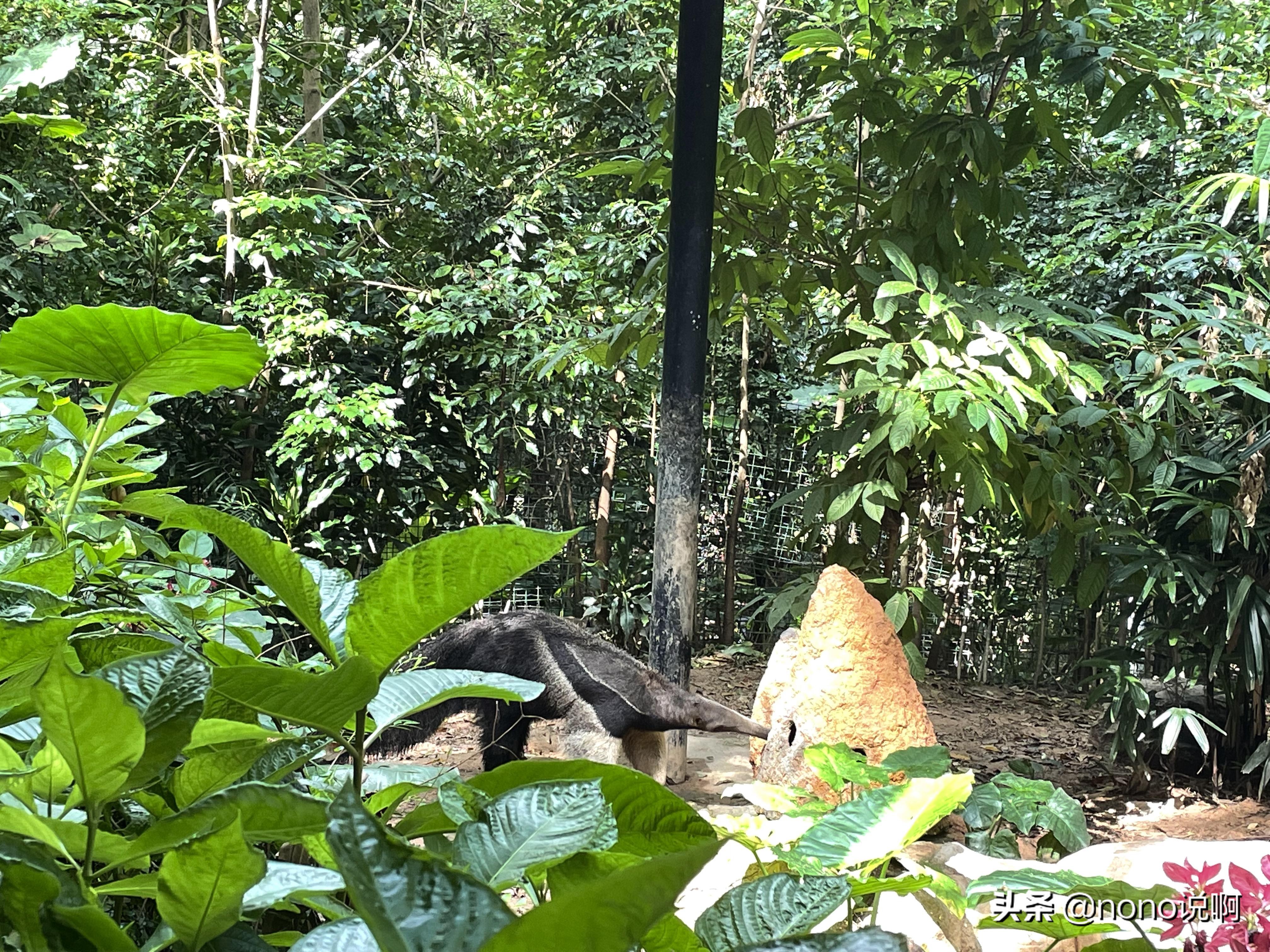 广州长隆野生动物园亲子旅游攻略,11月广州长隆野生动物园游玩攻略