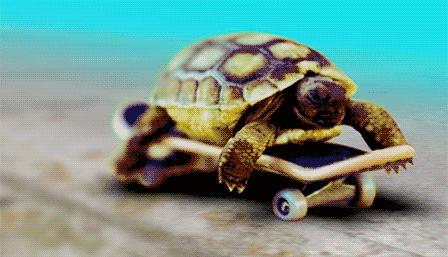 如何分辨乌龟生病,乌龟生病怎么看