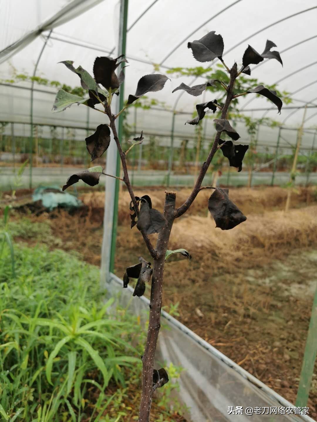 梨树芽头被咬掉用什么药,梨树叶长刺打什么药