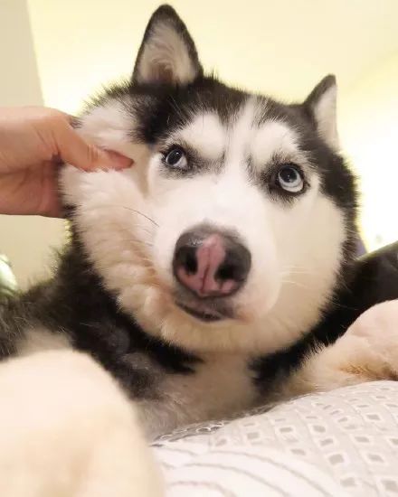 二哈关在笼子里一直叫怎么办,二哈进家里赶不走怎么回事