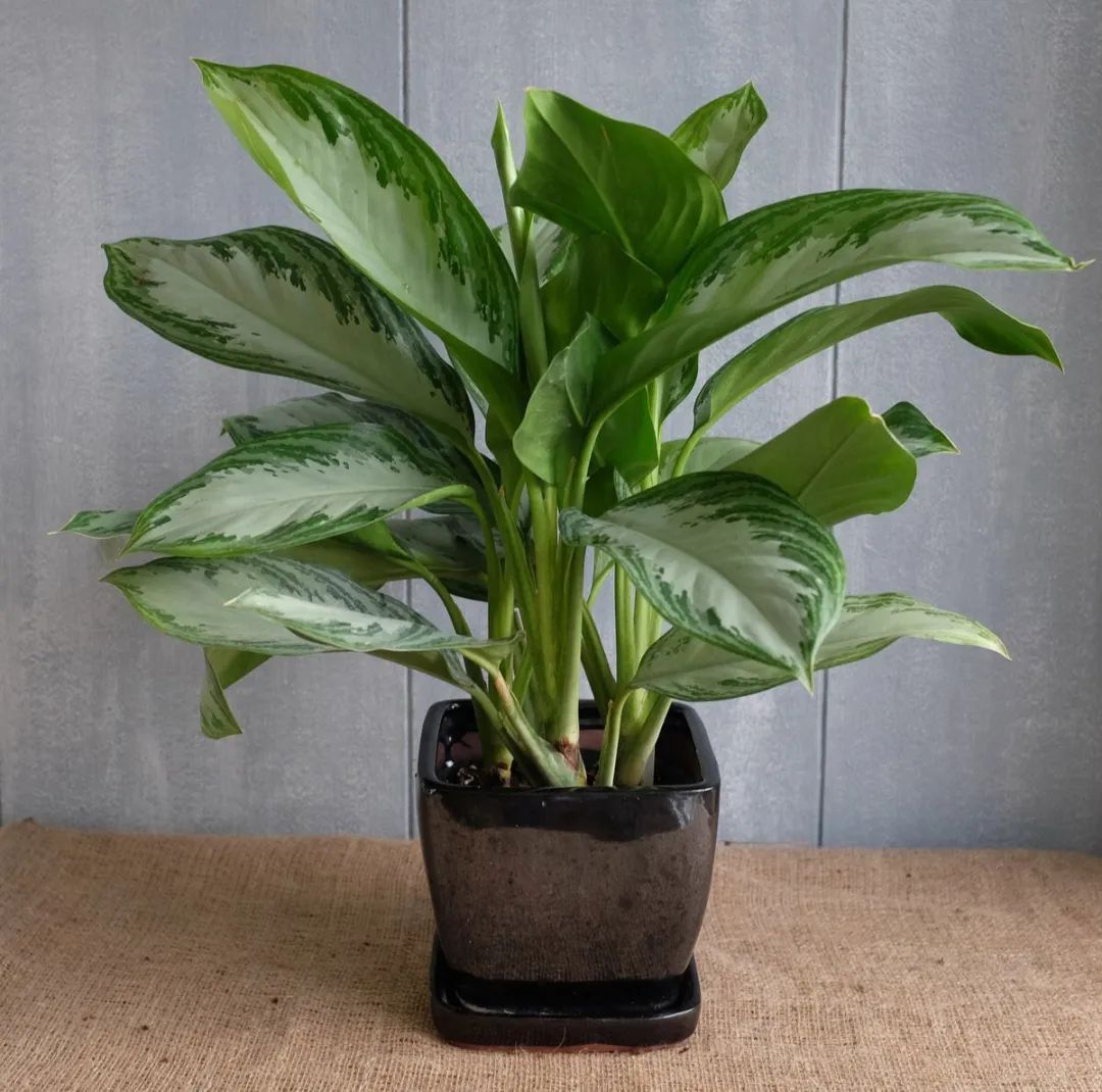 叶片翠绿的10种盆栽,叶子有斑点的观叶植物