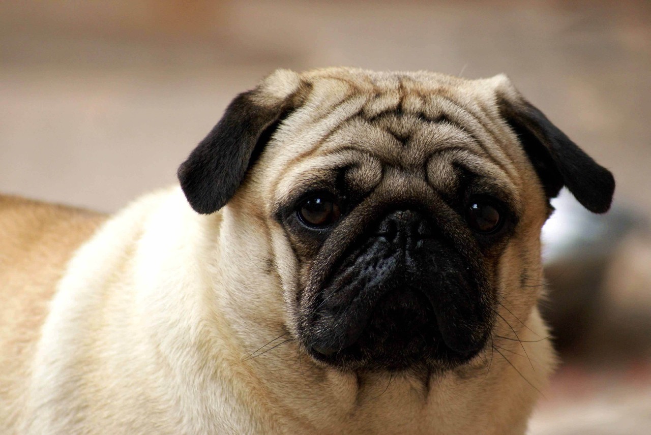 狗狗有3根胡须有什么说法 (狗狗胡子的功效和作用)