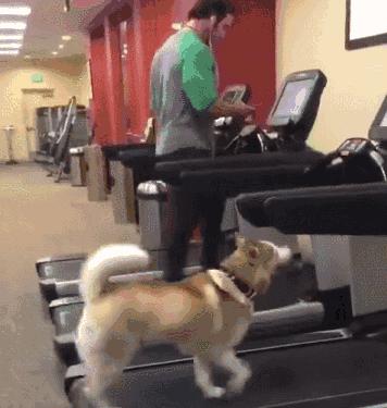 爱康跑步机59916和59817哪个好,爱康跑步机的优缺点