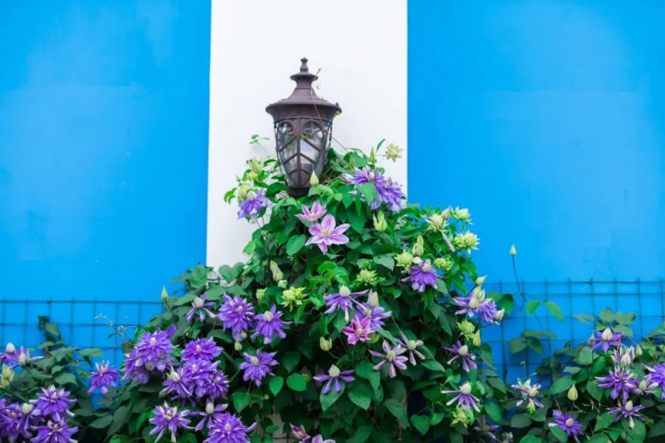 五一不能错过的花海,五一不能错过的美丽花海