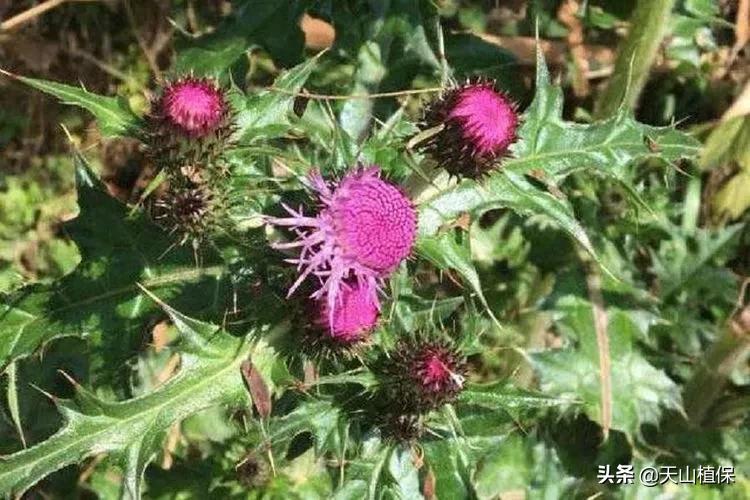 棉花田恶性杂草有哪些种类,棉花地里恶性杂草