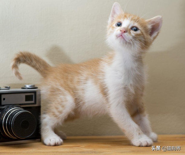 猫咪太瘦没胃口,猫咪太瘦吃什么能快速胖起来