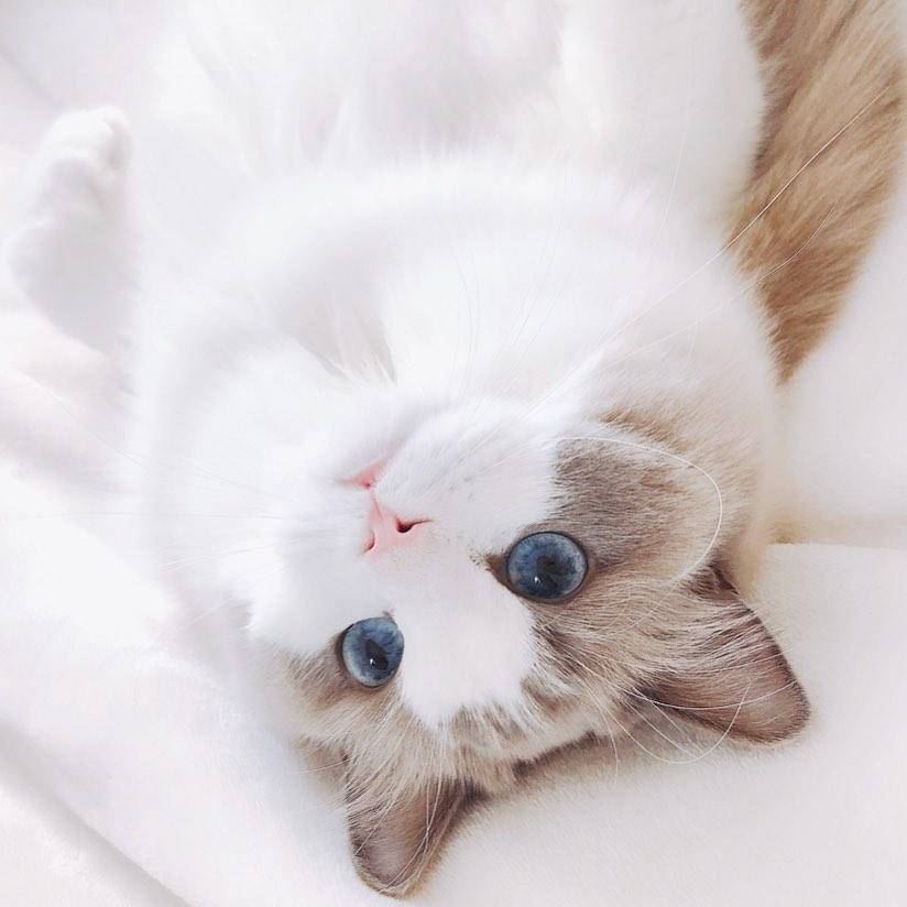 禁养猫名单布偶,养猫不封窗布偶