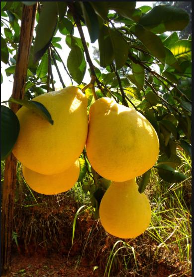 广西十大特产鱼,广西旅游排行榜前十