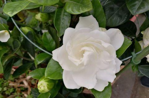 买到黄泥土栀子花,买到黄泥土栽的栀子花怎么处理