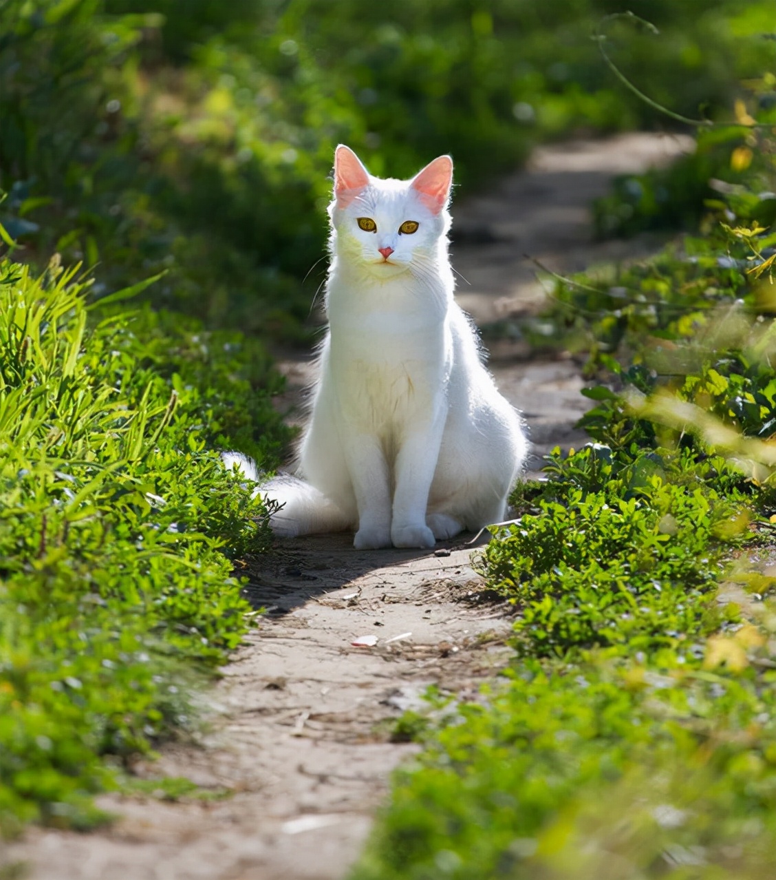 中华田园橘白猫脾气好吗,中华田园白猫配什么猫