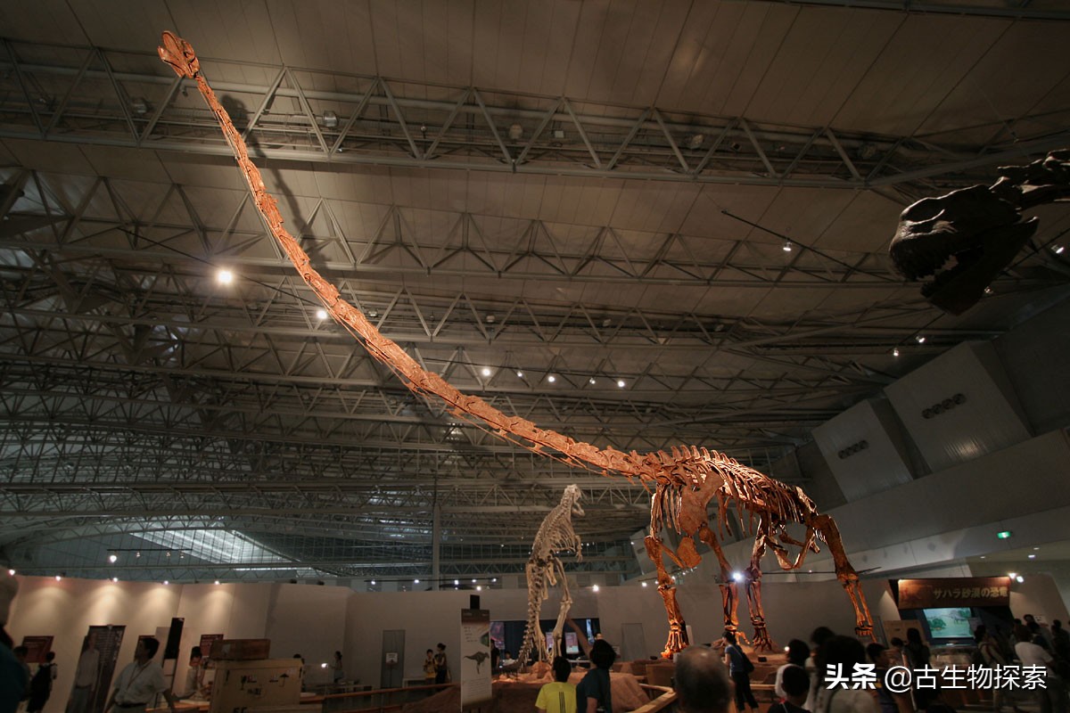 蜥脚类恐龙前十视频,蜥脚类恐龙排名