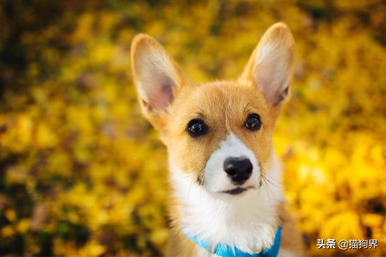 新手养柯基狗基础知识,新手柯基幼犬怎么养