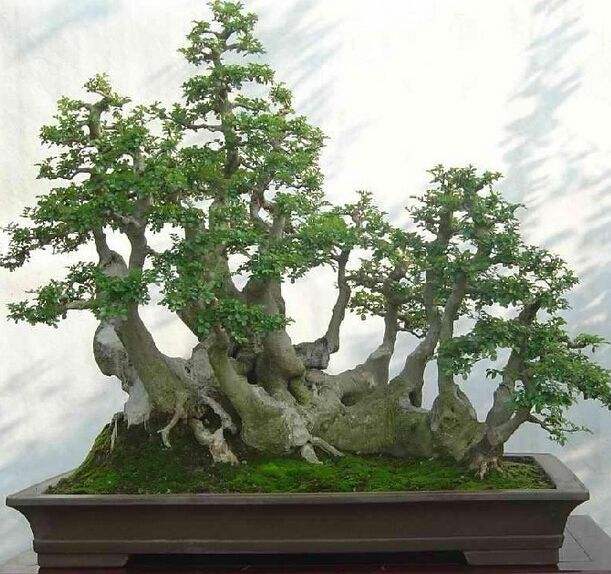 白蜡盆景有什么作用与功效,家养盆景坏处