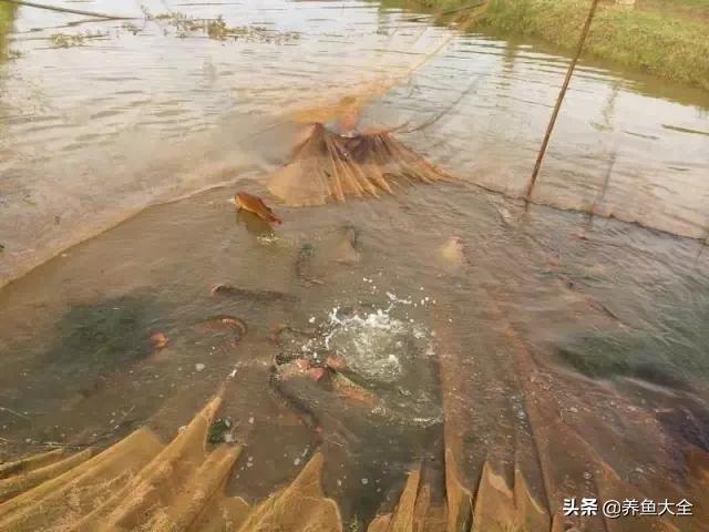 马来西亚买海鲜,怎么样直接从马来西亚购买龙鱼