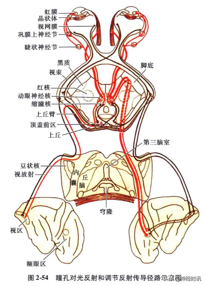 脑干解剖,脑干神经解剖