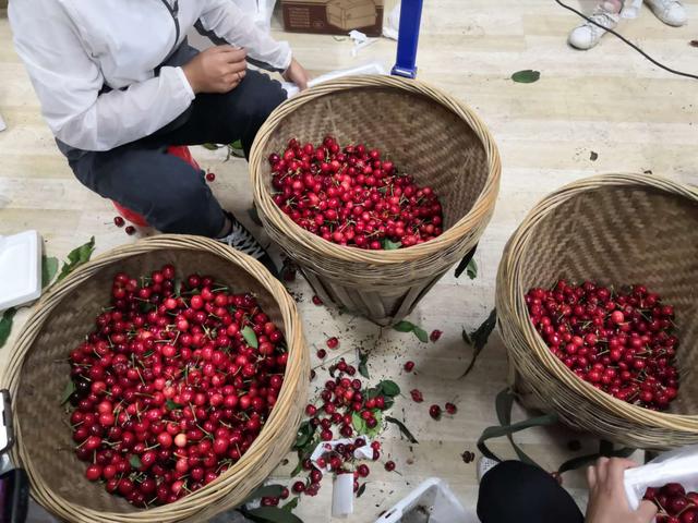 汶川果农车厘子,汶川车厘子果农