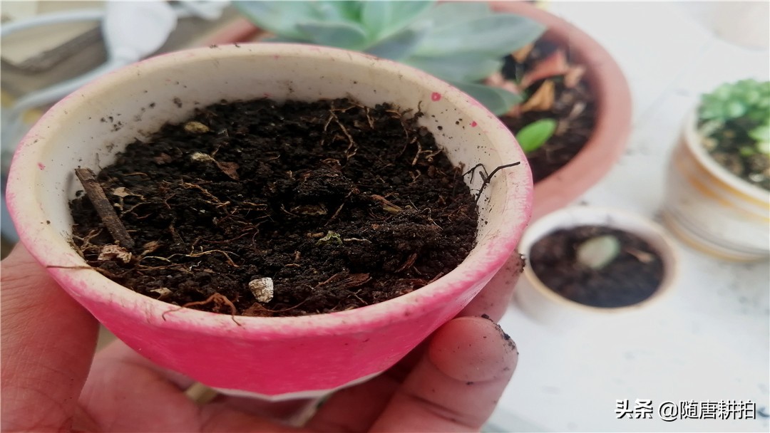 银毛球多肉怎么养,银毛球多久浇水