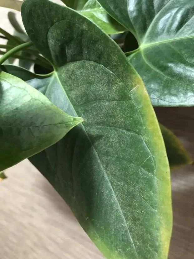 植物虫害的基本知识,如何消灭室内植物虫害