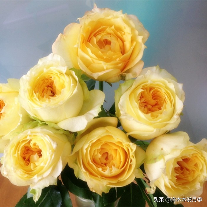 自己买玫瑰花种植,关于种植玫瑰花教程