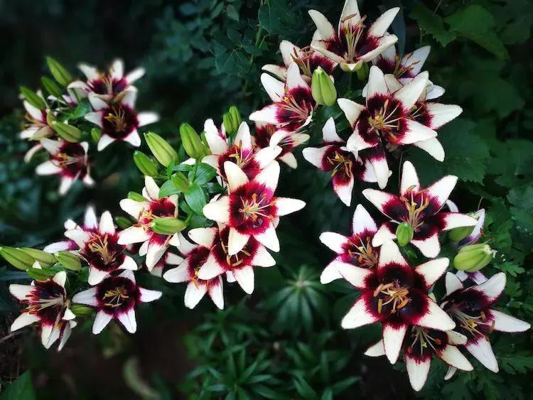 北方一年四季都开花的花园,东北花园四季开花植物