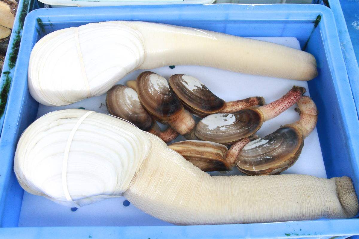 象拔蚌我们走,象拔蚌的图片