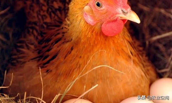 如何卖好散养蛋鸡淘汰鸡,退役的蛋鸡怎么做能更入味