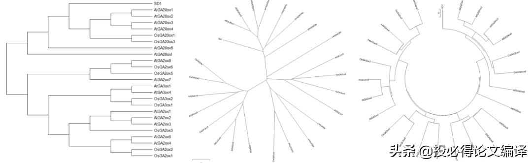 生物学应用软件,制作生物进化树的软件