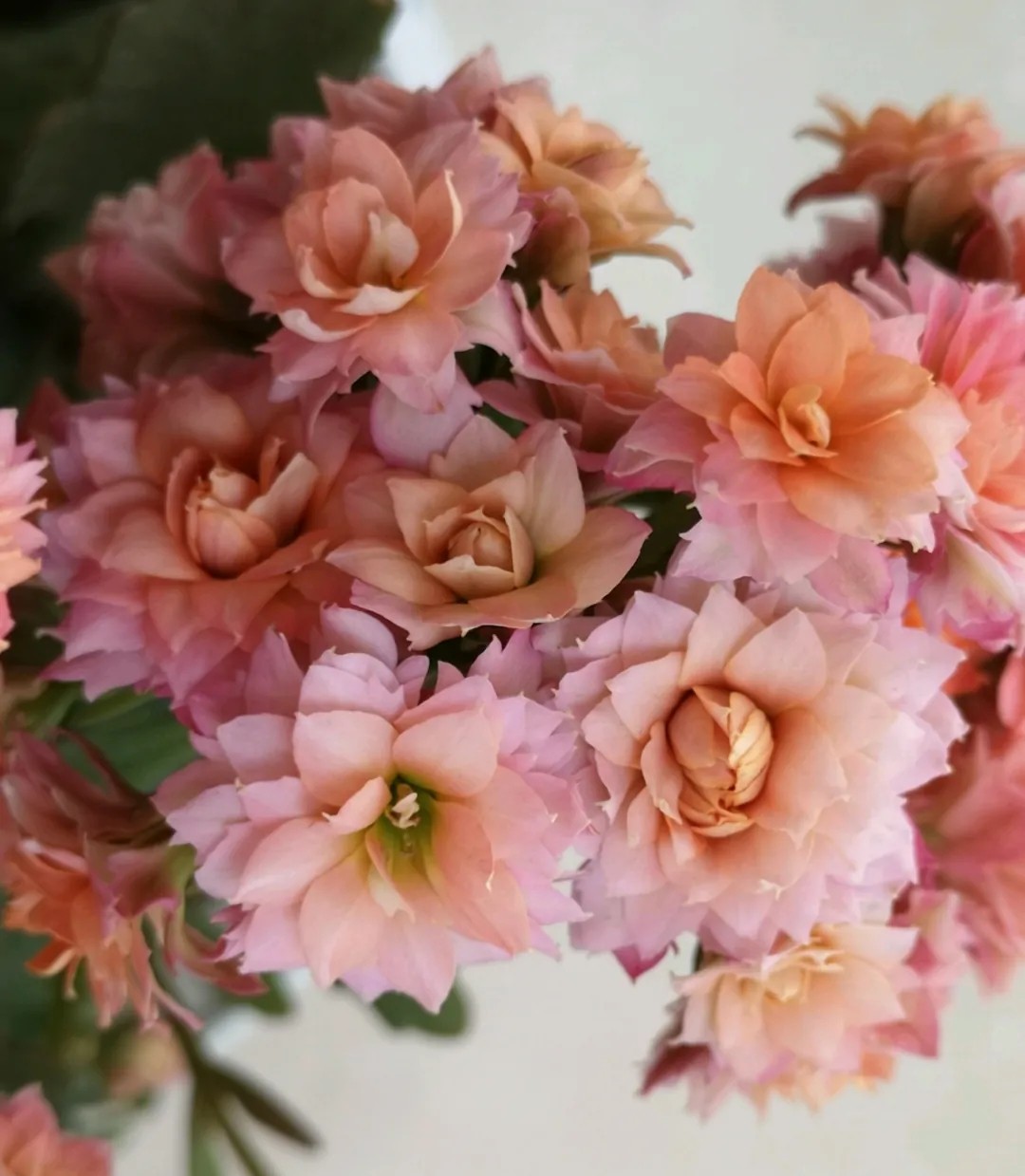 单瓣长寿花品种大全图,长寿花单瓣最好看的品种