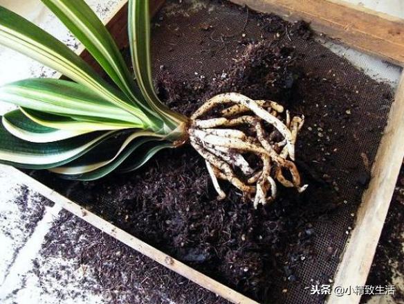 养君子兰需要什么条件才能开花,君子兰怎么养护才能让它开花