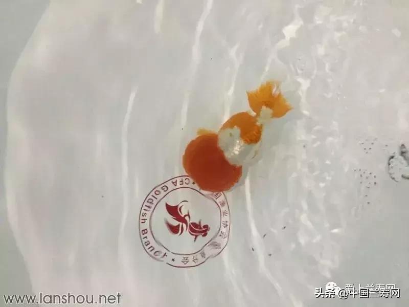 世界金鱼大赛在福州举行,2019中国世界金鱼大赛